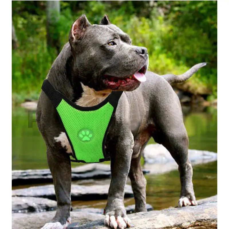 PawRide Safety Harness